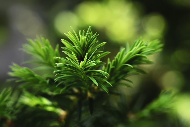 Evergreen Elegance
