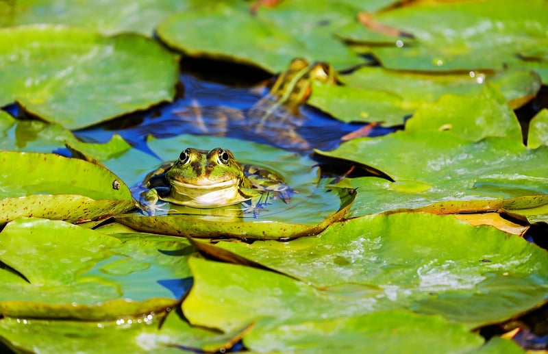 Reflective Ponds