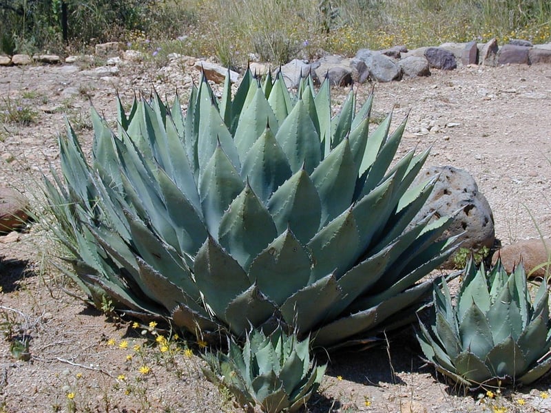 Agave Plant
